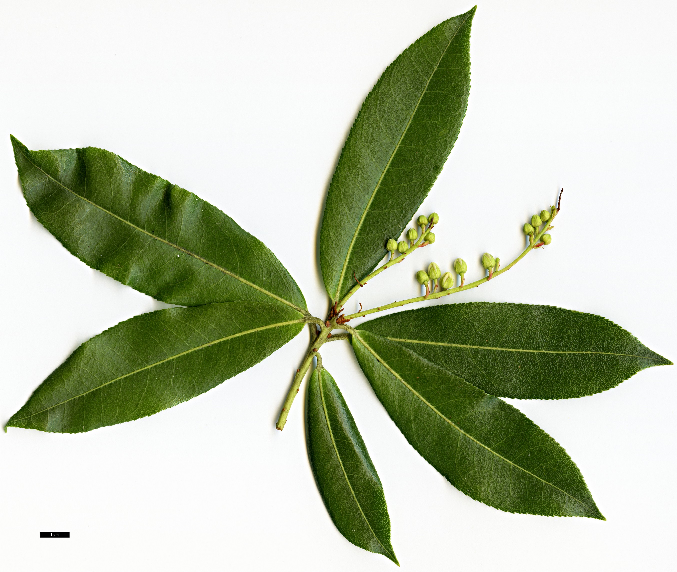 High resolution image: Family: Ericaceae - Genus: Pieris - Taxon: formosa - SpeciesSub: Forrestii Group’Wakehurst’